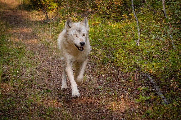 166 Canada, Golden, Northern Lights Wildlife Wolf Center.jpg